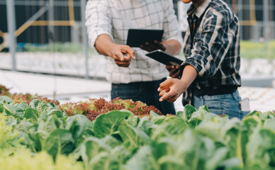 Young Asian woman and senior man farmer working together in organic hydroponic salad vegetable farm. Modern vegetable garden owner using digital tablet inspect quality of lettuce in greenhouse garden.