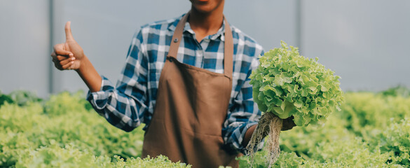 Young Asian woman and senior man farmer working together in organic hydroponic salad vegetable farm. Modern vegetable garden owner using digital tablet inspect quality of lettuce in greenhouse garden.