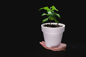 woman hand holds a pot with a plant on a black background. A young green tree in a white pot in a girl hand