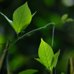 Wall Mural - Fresh green leaves nature background