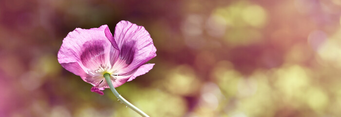 Wall Mural - poppy on field