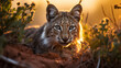 Iberian Lynx Prowling at Sunset: The Iberian lynx, the most endangered wild cat species, captured in the warm glow of a sunset.