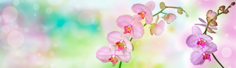 Poster - pink orchid and empty space for text