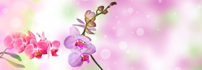 Sticker - pink orchid and empty space for text