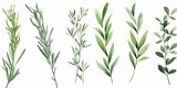 Fototapeta Sypialnia - Set of watercolor green leaves rosemary. Collection botanical isolated on white background suitable for Wedding Invitation, save the date, thank you or greeting card, Generative AI