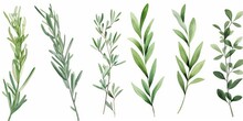 Set Of Watercolor Green Leaves Rosemary. Collection Botanical Isolated On White Background Suitable For Wedding Invitation, Save The Date, Thank You Or Greeting Card, Generative AI