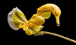 Orchidea banana