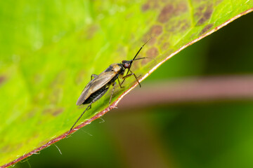 Wall Mural - Plagiognathus arbustorum insect on a garden leaf, revealing the intricate details of close-up macro photography, stock photo image