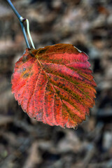 Wall Mural - red leaf background in autumn fall colour during november, macro close up stock photo image
