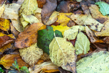 Wall Mural - autumn leaves background which have an red orange yellow or brown leaf during the fall season in nov