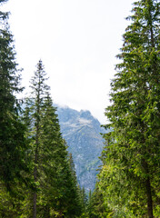 mountain view forest landscape Poland Zakopane