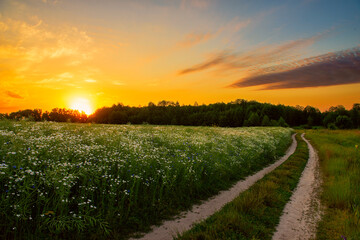 Wall Mural - Path in a  field with blooming daisies  and different wildflowers in spring. The sun rising in the fog over the horizon. Beautiful landscape in the early summer morning.
