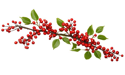 Canvas Print - Green Christmas pine twigs and red berries of winterberry Holly on transparent background