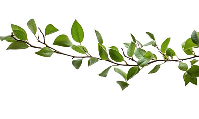 Sticker - branch with green leaves on transparent background