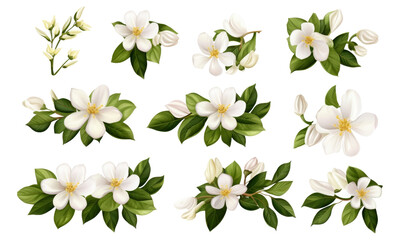 Wall Mural - Set of jasmine flowers and leaves isolated on transparent background