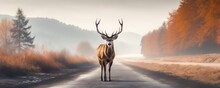 Deer Standing On The Road Near Forest At Early Morning