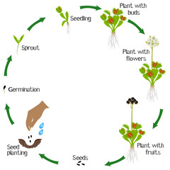 Wall Mural - A growth cycle of venus flytrap plant on a white background.