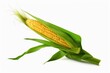 Ear of corn, corn cob isolated