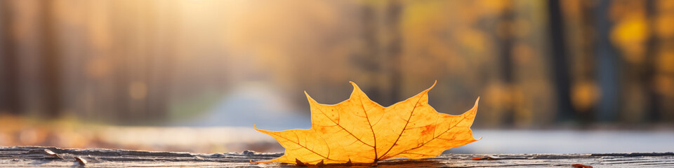 Canvas Print - leaves