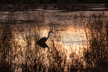 Silhoutte Of A Great Blue Heron At Sunset