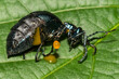 American Oil Beetle - Meloe americanus