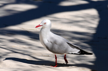 Wall Mural - Silver gull, Red-billed Gull // Silberkopfmöwe (Chroicocephalus novaehollandiae) - New Caledonia