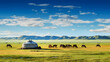 A traditional Mongolian yurt in the vast steppes with horses grazing nearby.