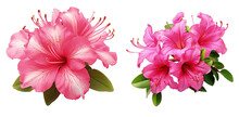 Set Of Vibrant Pink Azalea Flowers With Prominent Stamens Isolated On A Transparent Background
