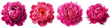 Four vibrant pink peony flowers isolated on a transparent background