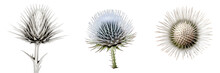 Set Of Silver Thistle Flower's  Isolated Against A Transparent Background