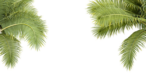 Wall Mural - Palm leaves isolated on white