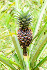 Wall Mural - Pineapple plant with fruit at the plantation. Agricultural concept. Tropical fruit