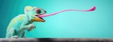 Banner with funny blue chameleon with extended pink tongue while hunting against blue background.