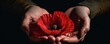 Soldier hands holding one wild red poppy flower. Remembrance Day