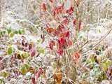 Fototapeta Uliczki - Frozen blackberry leaves in autumn colours