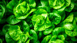 Fototapeta Dmuchawce - Delicious fresh spinach salad from an organic farm, close-up shot from above. AI generated