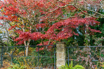 Canvas Print - Winter Tree Colors