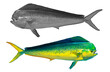 Fish Mahi mahi or dolphin green set blank illustration realism isolate. Side view.