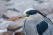 Grey Heron closeup