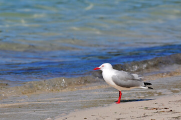 Wall Mural - Silver gull, Red-billed Gull // Silberkopfmöwe (Chroicocephalus novaehollandiae) - New Caledonia