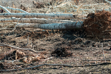 A poplar tree is lying on the ground, cleaning old trees in the park