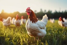 Chicken Farming And Agriculture On Grass Field Or Outdoor For Free Range Eating Organic