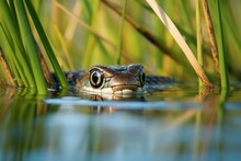 Shot Of Garter Snake Peeking From Stream Bank Grass
