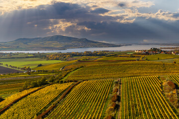 Canvas Print - Vineyards under Palava, Southern Moravia, Czech Republic