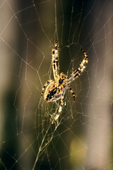 spider weaving a web close-up. Macro photography