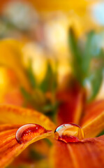 Wall Mural - water drop on a flower - macro photo