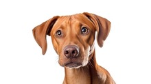 A Close-up Photograph Of A Dog Looking Directly At The Camera. This Image Can Be Used To Capture The Expressive And Loyal Nature Of Dogs