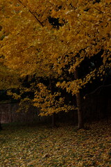 Sticker - Park in an autumn day