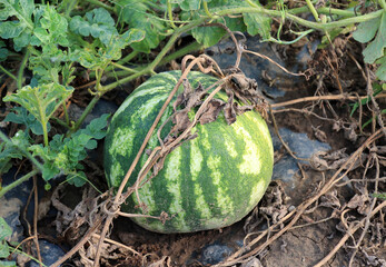 Wall Mural - Watermelons ripen in the field