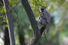 Baby Vervet Monkey With Its Mom Holding On For Security And Being Caressed And Learning About Being A Monkey. Taken In A Holiday Resort In South Africa